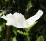 Bild:  Breithorniger Stachelmohn Blüte weiß Argemone platyceras
