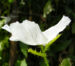 Zurück zum kompletten Bilderset Breithorniger Stachelmohn Blüte weiß Argemone platyceras