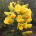 Zurück zum kompletten Bilderset Bristly Bush-pea Strauch Blüte gelb Pultenaea acerosa