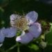 Zurück zum kompletten Bilderset Brombeere Blüte rose  Rubus fruticosus