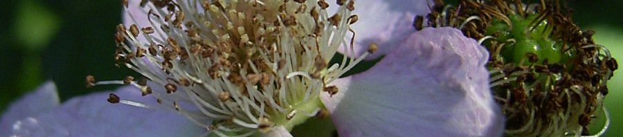 Anklicken um das ganze Bild zu sehen  Brombeere Blüte rose  Rubus fruticosus