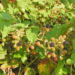 Zurück zum kompletten Bilderset Brombeere Frucht rot schwarz Rubus spectabilis