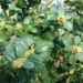 Zurück zum kompletten Bilderset Gewöhnlicher Buchsbaum Blüte Buxus sempervirens
