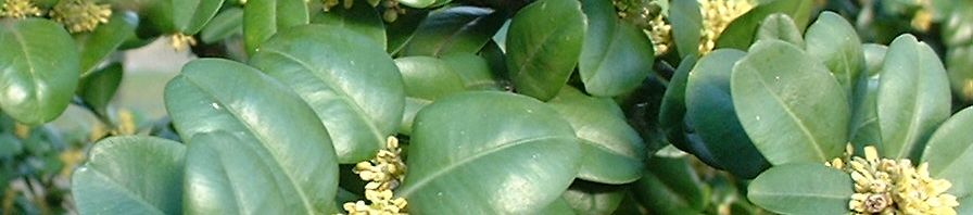 Anklicken um das ganze Bild zu sehen  Gewöhnlicher Buchsbaum Blüte Buxus sempervirens