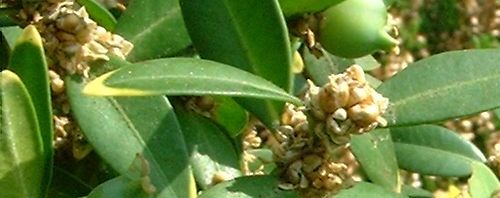 Anklicken um das ganze Bild zu sehen  Gewöhnlicher Buchsbaum Frucht grün Buxus sempervirens