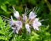 Zurück zum kompletten Bilderset Büschelschön Bienenfreund Blüte hellblau Phacelia tanacetifolia