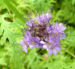 Zurück zum kompletten Bilderset Büschelschön Bienenfreund Blüte hellblau Phacelia tanacetifolia