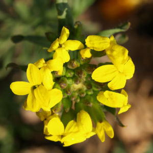 Bulgarisches Schlauch Blasenschoetchen Bluete gelb Alyssoides utriculata 03