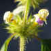 Zurück zum kompletten Bilderset Bunter Hohlzahn Blüte gelb lila Galeopsis speciosa