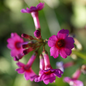 Burma Schluesselblume Bluete purpur Primula burmanica 02