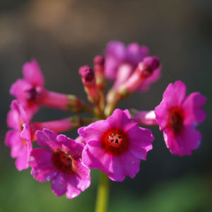 Burma Schluesselblume Bluete purpur Primula burmanica 05