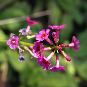 Burma Schluesselblume Bluete purpur Primula burmanica 08
