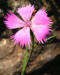 Zurück zum kompletten Bilderset Busch-Nelke Blüte pink Dianthus seguieri