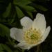 Zurück zum kompletten Bilderset Buschwindröschen Blüte weiß Anemone nemorosa