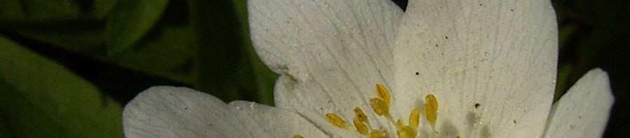 Anklicken um das ganze Bild zu sehen  Buschwindröschen Blüte weiß Anemone nemorosa