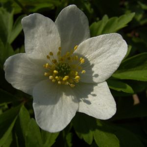 Busch Windroeschen weiss Anemone nemorosa 02