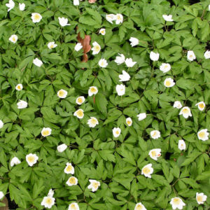 Buschwindroeschen Bluete weiss Anemone nemorosa 01