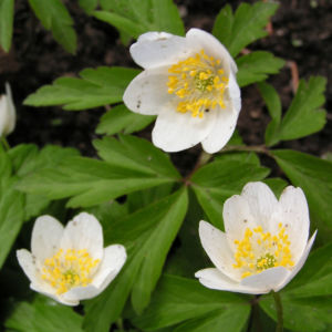Buschwindroeschen Bluete weiss Anemone nemorosa 02