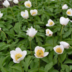Buschwindroeschen Bluete weiss Anemone nemorosa 03