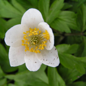 Buschwindroeschen Bluete weiss Anemone nemorosa 04