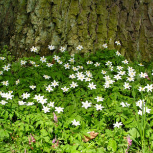 Buschwindroeschen Bluete weiss Anemone nemorosa 05