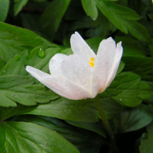 Buschwindroeschen Bluete weiss Anemone nemorosa 06