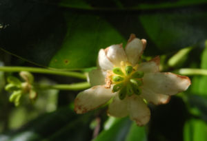 Canelo Baum Bluete weiss Drimys winteri 12