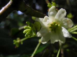 Canelo Baum Bluete weiss Drimys winteri 14
