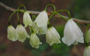 Carolina Schneegloeckchenbaum Bluete weiss Halesia carolina 21