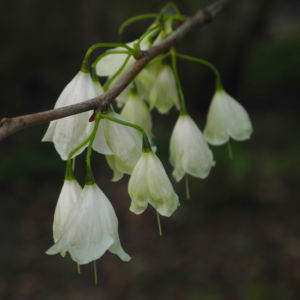 Carolina Schneegloeckchenbaum Bluete weiss Halesia carolina 22