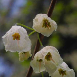 Carolina Schneegloeckchenbaum Bluete weiss Halesia carolina 23