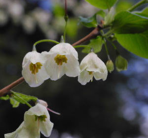 Carolina Schneegloeckchenbaum Bluete weiss Halesia carolina 24