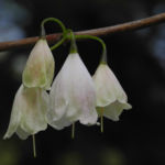 Carolina Schneegloeckchenbaum Bluete weiss Halesia carolina 25