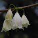 Zurück zum kompletten Bilderset Carolina Schneeglöckchenbaum Blüte weiß Halesia carolina