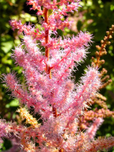 Chinesische Astilbe Bluetendolden hellpink Astilbe chinensis 01