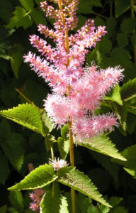 Chinesische Astilbe Bluetendolden hellpink Astilbe chinensis 02