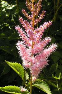 Chinesische Astilbe Bluetendolden hellpink Astilbe chinensis 06