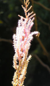 Chinesische Astilbe Bluetendolden hellpink Astilbe chinensis 07
