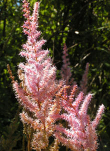 Chinesische Astilbe Bluetendolden hellpink Astilbe chinensis 09