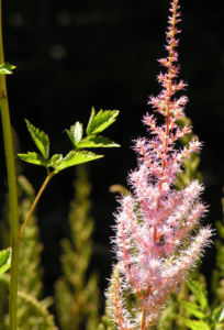 Chinesische Astilbe Bluetendolden hellpink Astilbe chinensis 10