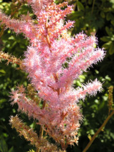 Chinesische Astilbe Bluetendolden hellpink Astilbe chinensis 11