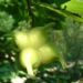 Zurück zum kompletten Bilderset Chinesische Haselnuss Frucht grün Corylus chinensis