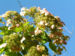 Zurück zum kompletten Bilderset Chinesische Hortensie Blüte pink Hydrangea heteromalla