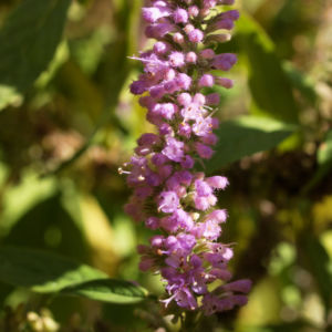 Chinesische Kamm Minze Bluete pink Elsholtzia stauntonii 02