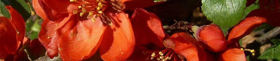 Anklicken um das ganze Bild zu sehen  Chinesische Scheinquitte Blüte rot Chaenomeles speciosa