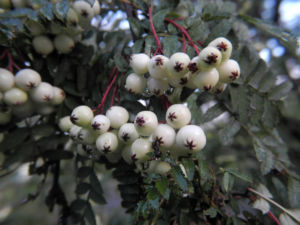 Chinesische Strauch Eberesche Frucht weiß Sorbus frutescens 01