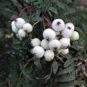 Chinesische Strauch Eberesche Frucht weiß Sorbus frutescens 13