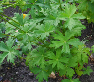 Chinesische Trollblume Blatt gruen Trollius chinensis 01