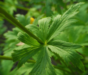 Chinesische Trollblume Blatt gruen Trollius chinensis 02