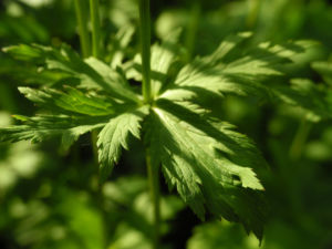 Chinesische Trollblume Blatt gruen Trollius chinensis 03